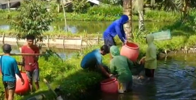 Wawan_s63's tweet photo. Kamis (12-01-2023), Wawan Setiawan, Luhkan Lombok Tengah, di POKDAKAN Al Ibrahim Ds Aik Berik, mendampingi Panen Ikan Nila, kolam tanah sebanyak 10560 kg.luas kolam 4000m2 size 350 gr./ekor, harga Rp.23.000/kg.
#GiatLuhkanSatminkalGONDOL
#LuhLapor
#LomTeng #Panen 
@puslatluhkp https://t.co/FhAdpKFxnU