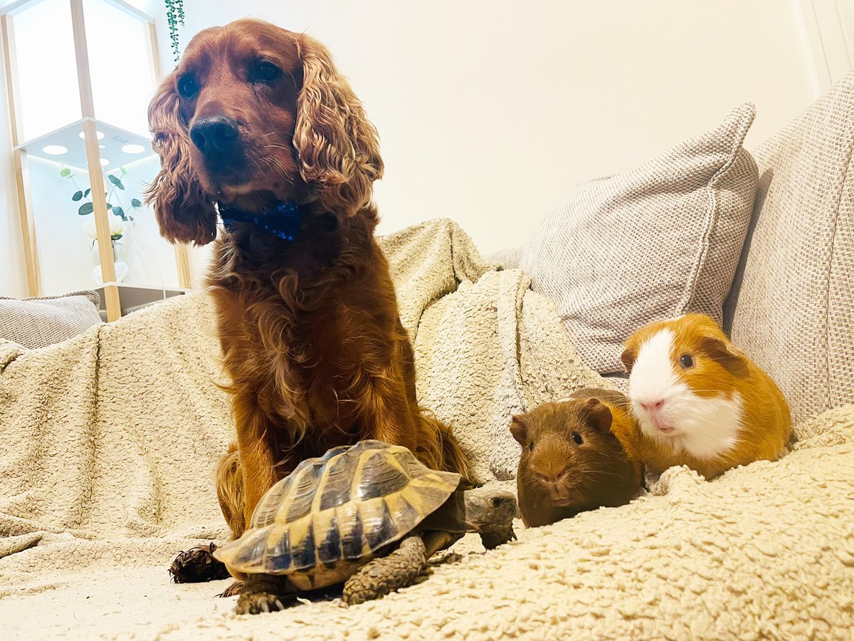 BeckyG3011's tweet photo. @OfficialPLT Here is George 🐶 Carlos 🐢 and Ozzy and Wilf 🐹🐹 #PLTpetday https://t.co/TjXxMxribk
