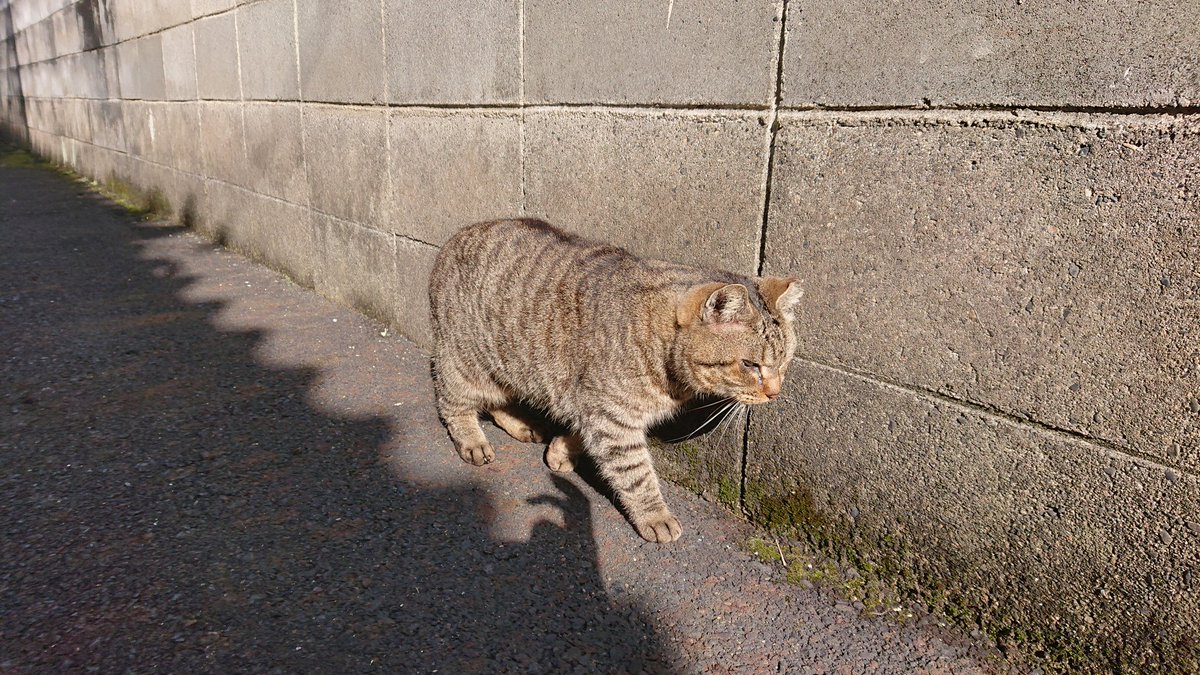 cornus42's tweet photo. ニートしてた時期に発見した猫の集会所今どうしてるかなってこの前の休日､様子見に行ったら皆元気してた
(ФωФ) https://t.co/uyNxvTOTbu
