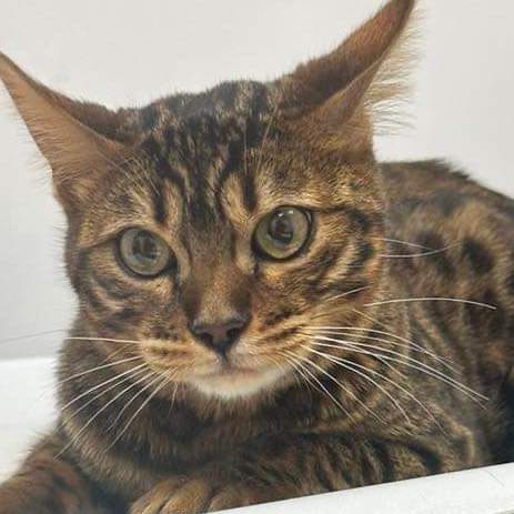 Stray Cat Rescue Team West Midlands tweet media
