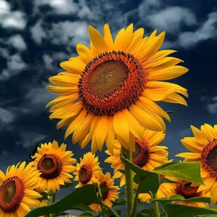 🌻 (@giras0les__) on Twitter photo 