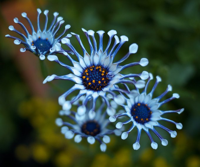 Osteospermum is a genus of flowering plants belonging to the Calenduleae. Some cultivars have peculiar "spooned" petals which give the flowers a particularly exotic aspect 

[read more: buff.ly/2nfsmbr]