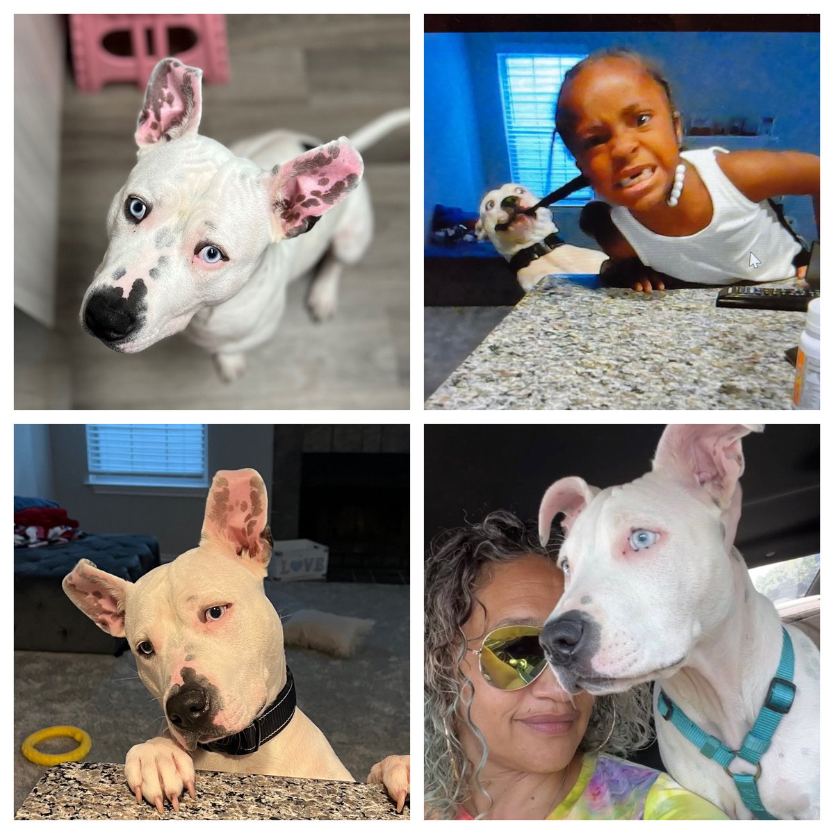 _LovingELLE's tweet image. It’s #nationalpetday and Bruno💙loves his fur mommy and niece🤣@fox5dc #gooddaydc #bully #Pitbull