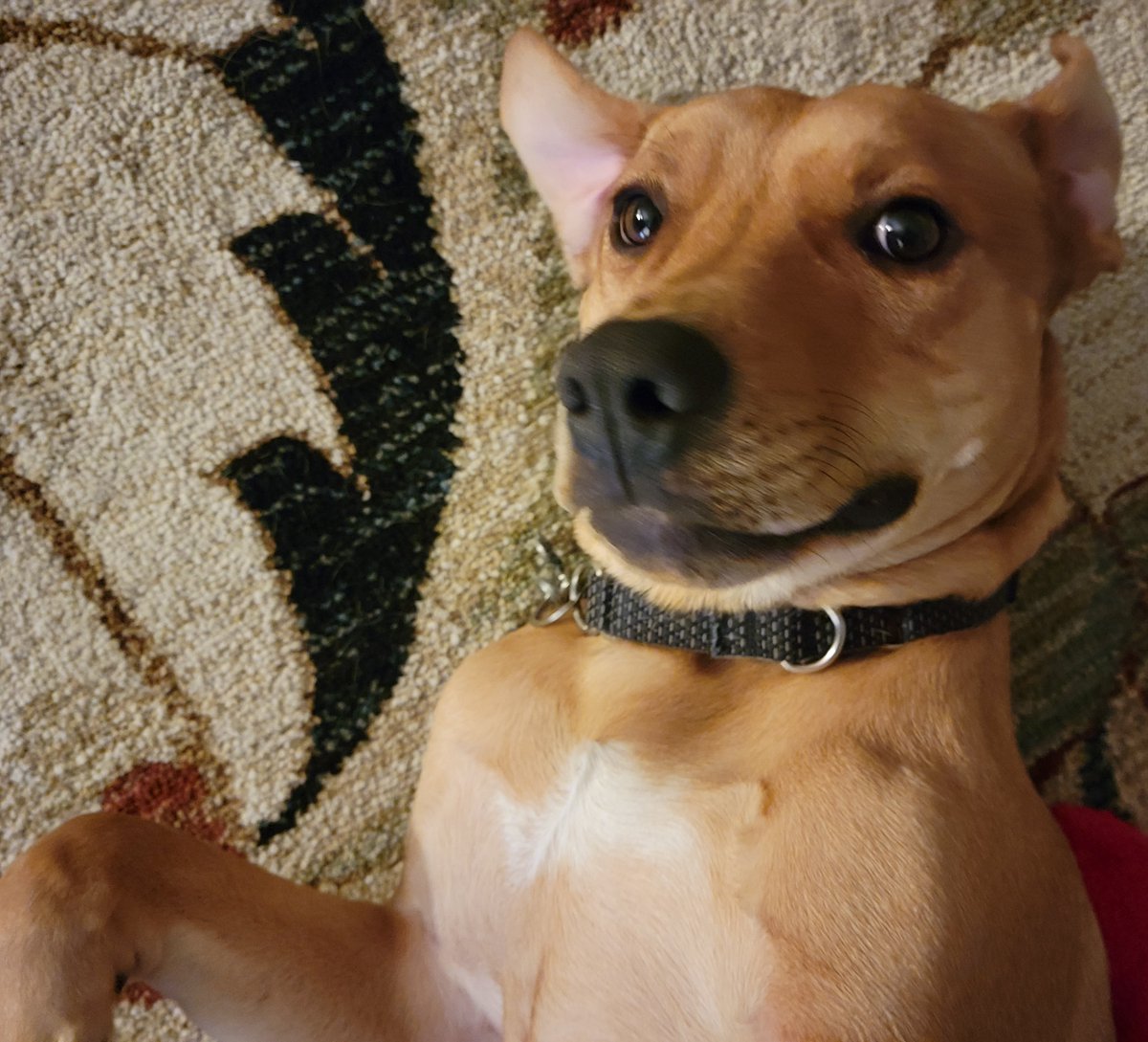 Happy #NationalLoveYourPetDay 
🤎🤎
#LifeWithOliver
#LiveWellLoveMuchLaughOften 
#ThatsHowieDoIt
<a href="/Michael_Brace/">Michael Brace</a>