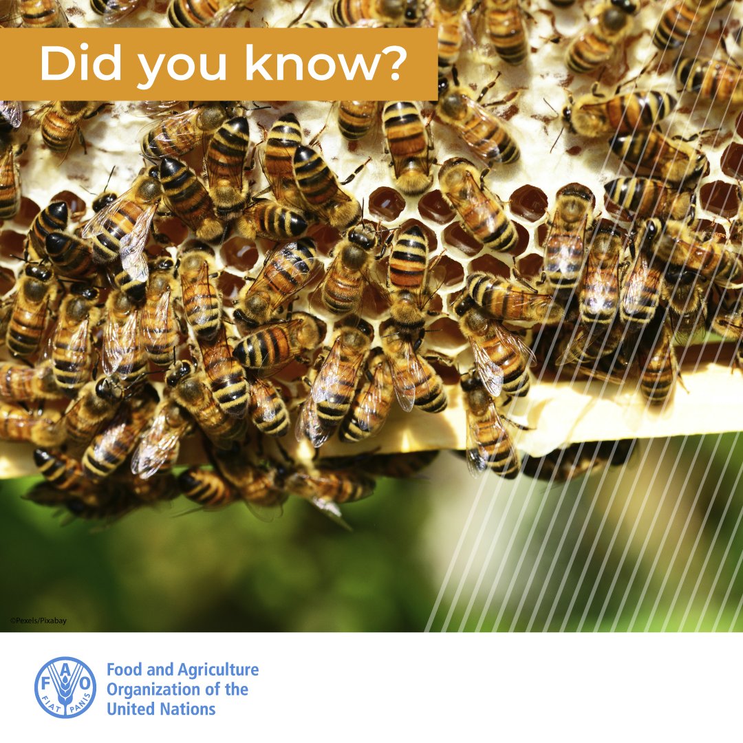 🐝 Bees do not only provide honey, but also wax, propolis, pollen and royal jelly and manifold services ranging from pollination to apitherapy, apitourism and environmental monitoring. 

They can play important economic, cultural &amp; social roles.

More here bit.ly/3P5wjKK