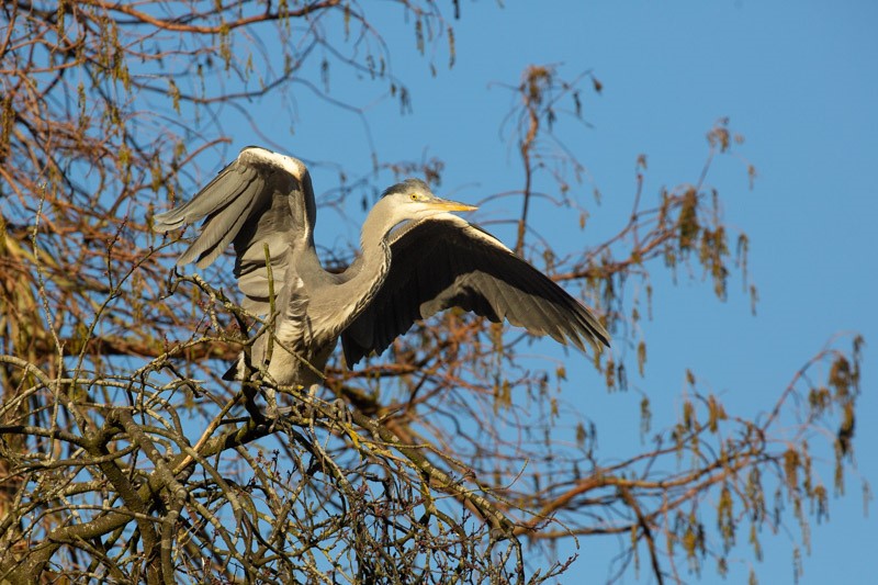 magdalenoxford's tweet photo. Thanks to @magdalenoxford visitor Tom Nicholson-Lailey for sharing these wonderful shots! I think even #grumpyheron would be happy with these https://t.co/bNvqyshbuH