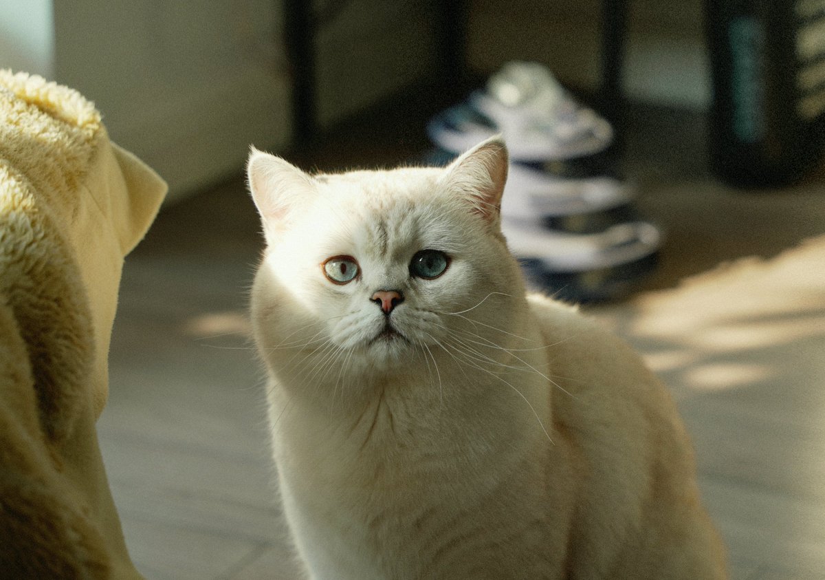 jinsaisky's tweet photo. 😐😐
#cat #猫 https://t.co/7upBmAW6r2