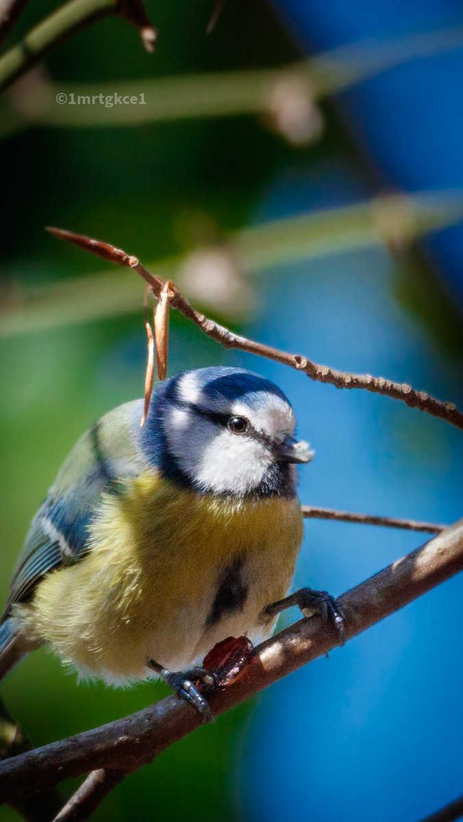 1mrtgkce1's tweet photo. #mavibaştankara
#eurasianbluetit
#cyanistescaeruleus 
@trakus_org
#türkiyeninkuşları 
#istanbulunkuşları 
#kuşgözlemi 
#kuşgözlem 
#kuşfotoğrafları 
#kuşfotoğrafçılığı 
#kuş 
#kuşfotoğrafı 
#ornito 
.
.
.
#canoneos200d
#sigma120400
@sigmaphototurkey
#sigma120400apodgoshsm https://t.co/SRxryPS3Fc