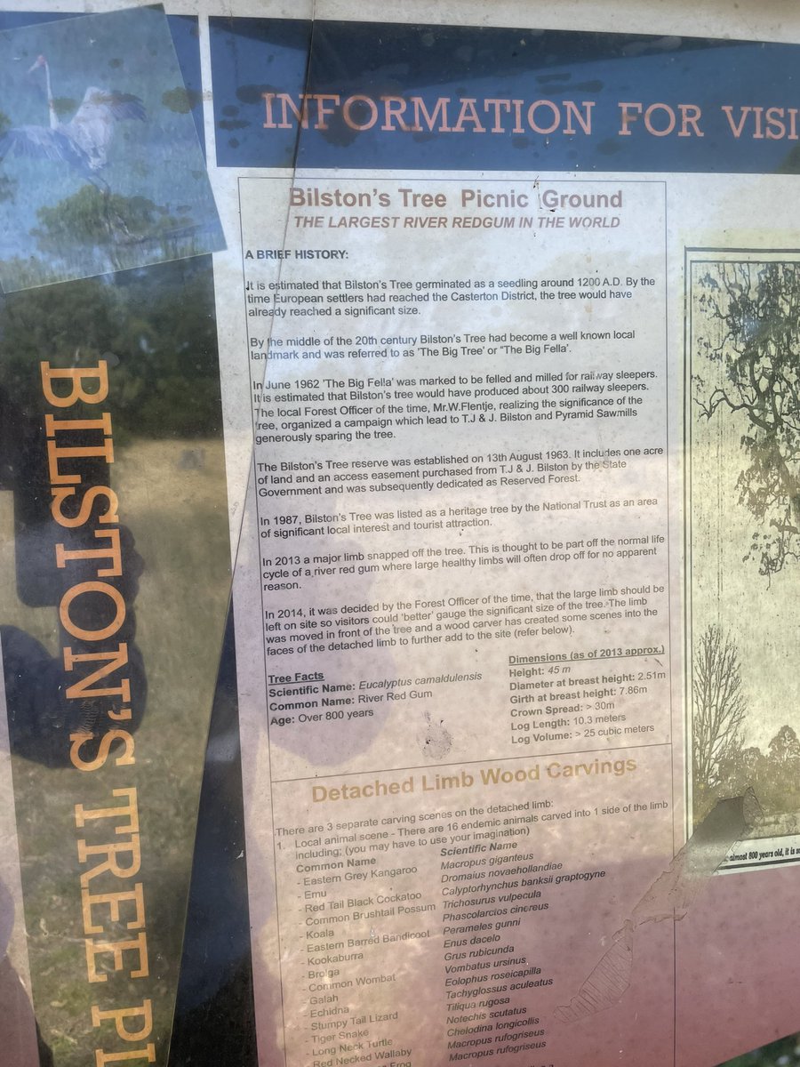 StephenJForbes's tweet photo. Bilston’s tree ~Chetwynd in Dergholm State Forest, Victoria #Eucalyptus #camalduensis - a serene &amp; epic 44m high river red gum protected in the early 1960’s @DeanNicolle1 https://t.co/QUtnP9ndpn
