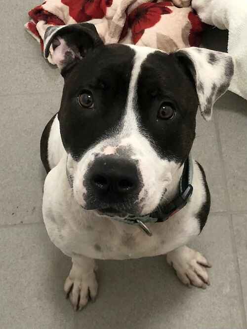 Please retweet to help Frankie find a home #KENT #UK 

Friendly Staffie, he's looking for an active, adult home. He loves his walks and fuss. 
Please contact the shelter or pop in to see them for full info.

DETAILS or APPLY👇
lastchanceanimalrescue.co.uk/kennel/dog.php
☎️ 01797 366620
#dogs #pet
