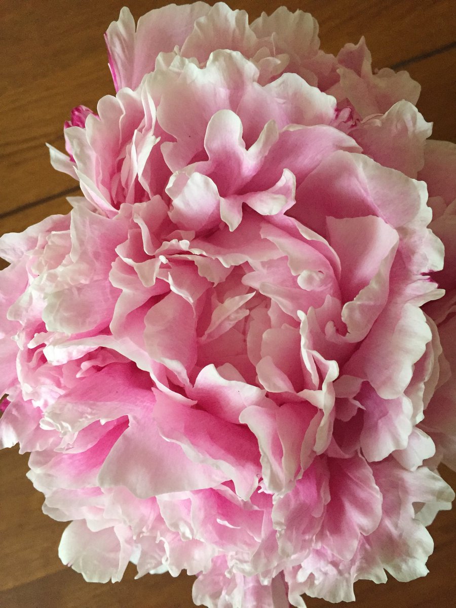 Open_Yoga's tweet photo. @sohawaiian @DirtyGardenH0E Likewise, some of our peonies were gently eased out of an elderly relative’s garden when she passed. They’ve been with us for 30years and with her for 30years!! People stop to take photos 😀❤️❤️ https://t.co/jGKBmdYPbJ