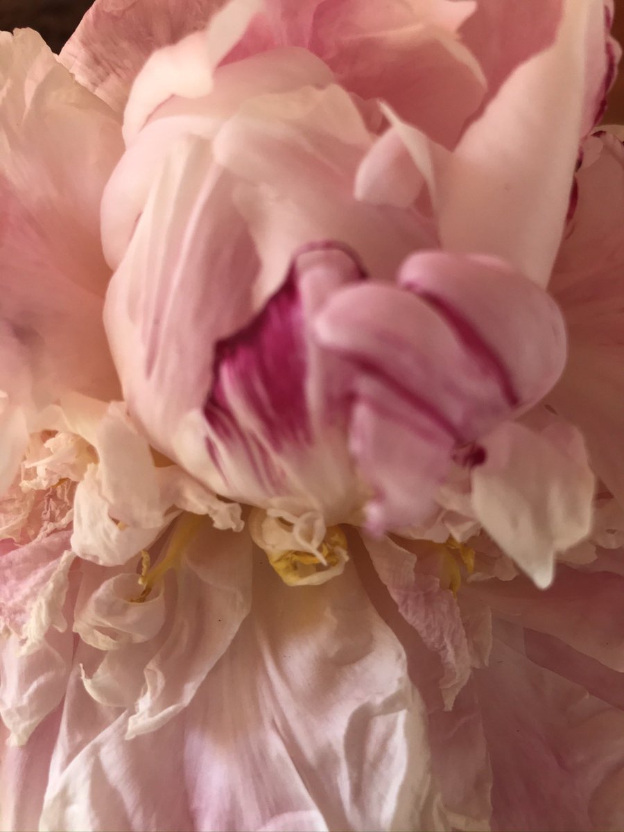 Open_Yoga's tweet photo. @sohawaiian @DirtyGardenH0E Likewise, some of our peonies were gently eased out of an elderly relative’s garden when she passed. They’ve been with us for 30years and with her for 30years!! People stop to take photos 😀❤️❤️ https://t.co/jGKBmdYPbJ