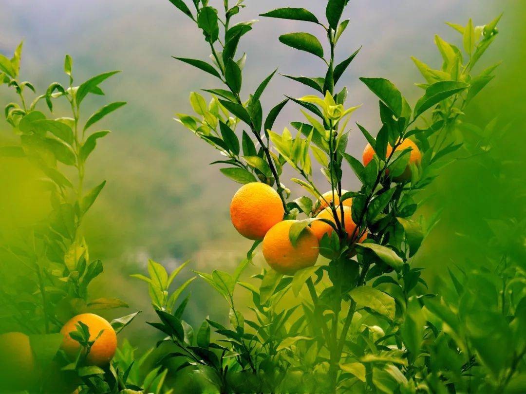 LiveinguizhouRu's tweet image. За счёт этого даже весной можно вдоволь полакомиться сладкими мандаринами.🥰🥰😋

📷 by Tianyan News

#Гуйчжоу #Китай #фрукты