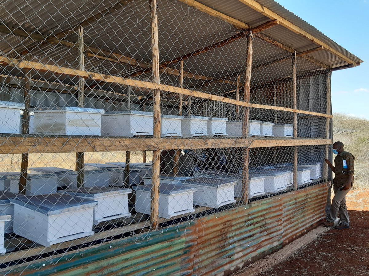 Beekeeping provides an option for livelihood diversification in pastoral and agropastoral areas #ESSA