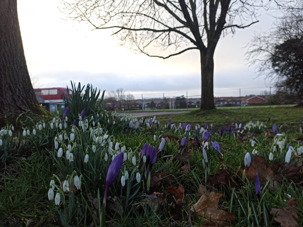 The flowers are in bloom ready to welcome the children back after half term.