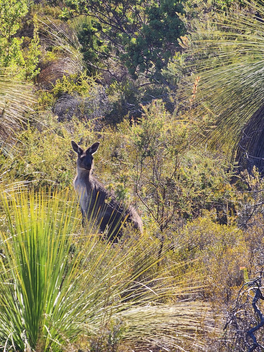 lea6anne's tweet photo. @AllBadThingsPod 
The bush is awesome 
Excuse the porn https://t.co/nZlgN5nyr6