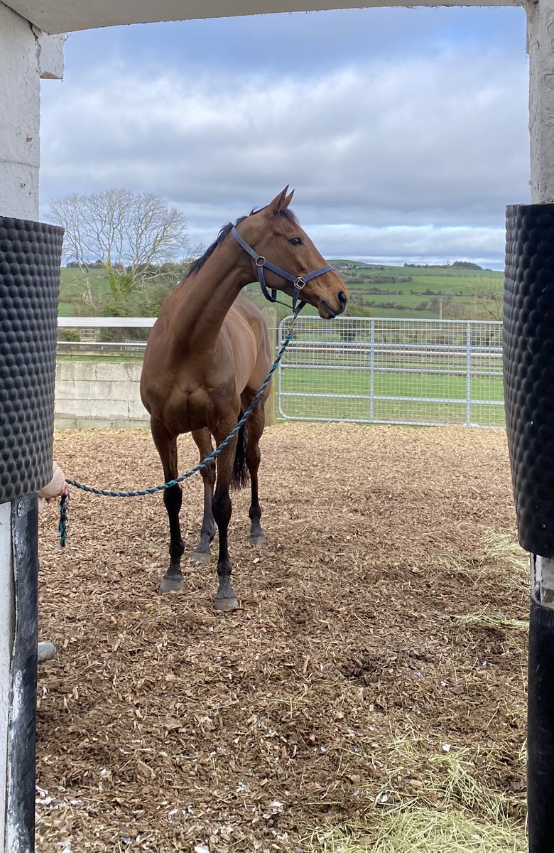 Somebody’s looking pleased with herself this morning! @HenrydeBromhead @rachaelblackmor @CheltenhamRaces @JockeyClubRooms 🍯