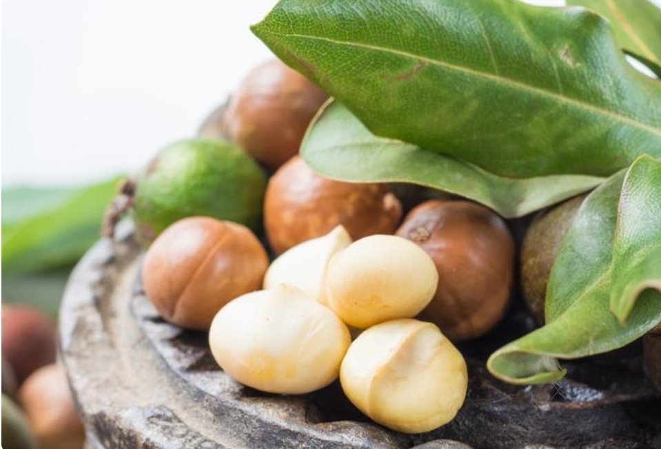 Benefits of macadamia nuts 🥰

Read more:
naturhouse.ie/blog/macacamia…

#Naturhouse #naturhousesnacks #naturhousehealthlimited #natural #naturalhealth #naturhouseireland #naturhouseblog #nutsfornuts #naturhousemethode #macadamia #macadâmia #macadamiabenefits #benefit #nutritionadvice