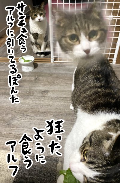 食の好みが全然違う猫2匹 