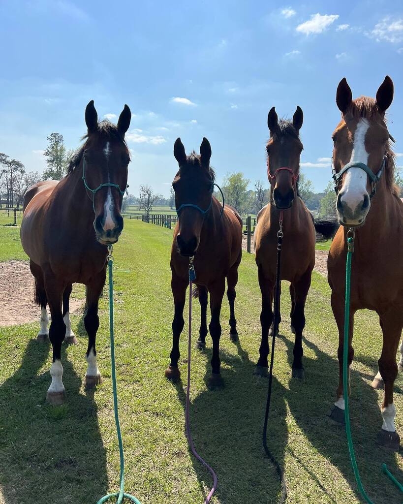 WallaceEventing's tweet photo. Such a cute bunch ❤️. 
#RenkumCorsair aka Caz -16.3 
#TullymurryFifi aka Fifi- 16hd
#LissavorraQuality aka Bea- 16.3
#SharpDecision aka Sharpie -16.2 

#Horses
#Horsetraining
#eventing 
#equestrian https://t.co/spjDlVOcmQ https://t.co/RdZMNE89lq
