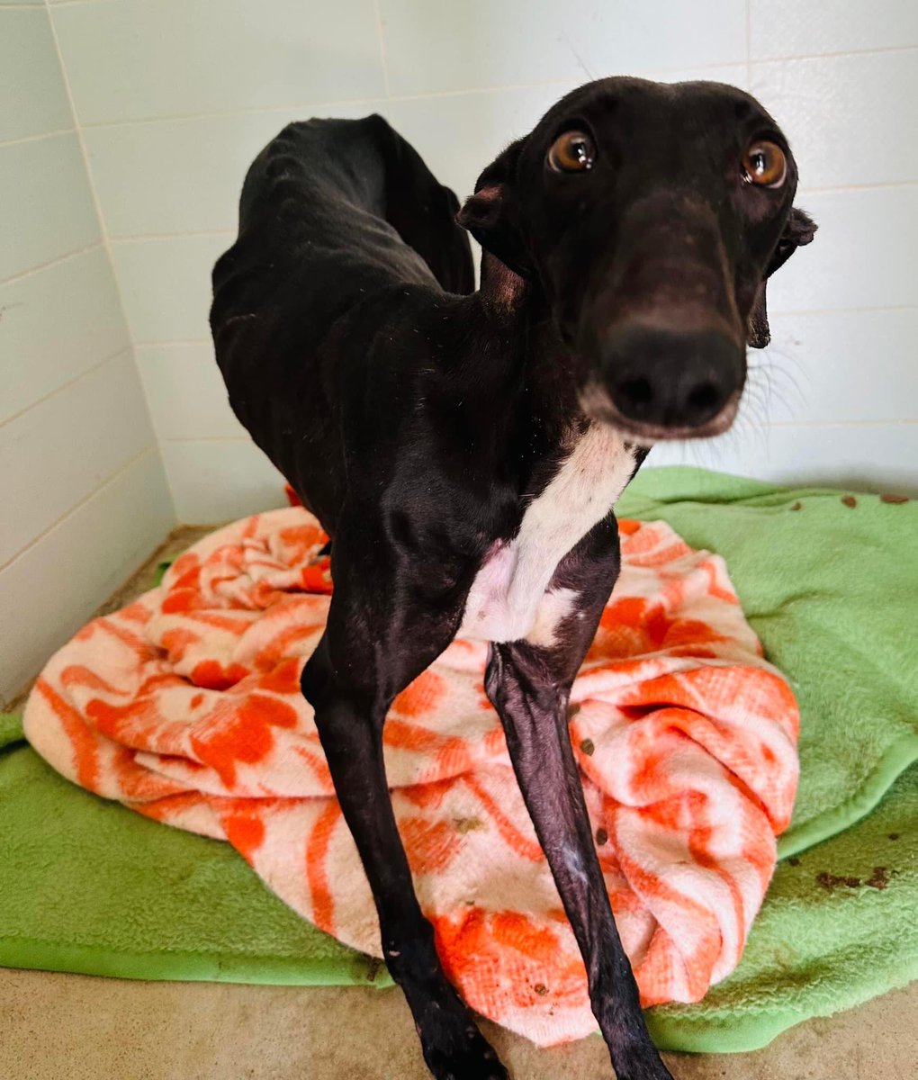 kf wong on Twitter "RT PhaedraXTeddy Hunting dogs in Spain are from