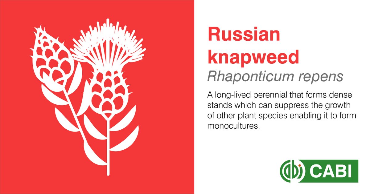 CABI_Invasives's tweet image. 🌿 This week is North American Invasive Species Awareness Week!

Russian knapweed is widespread across the US since its accidental introduction. 

👉 Understand prevention methods on the Invasive Species Compendium: ow.ly/80uH50MWSvr

#NISAW | #InvasiveSpecies | @NAISMAorg