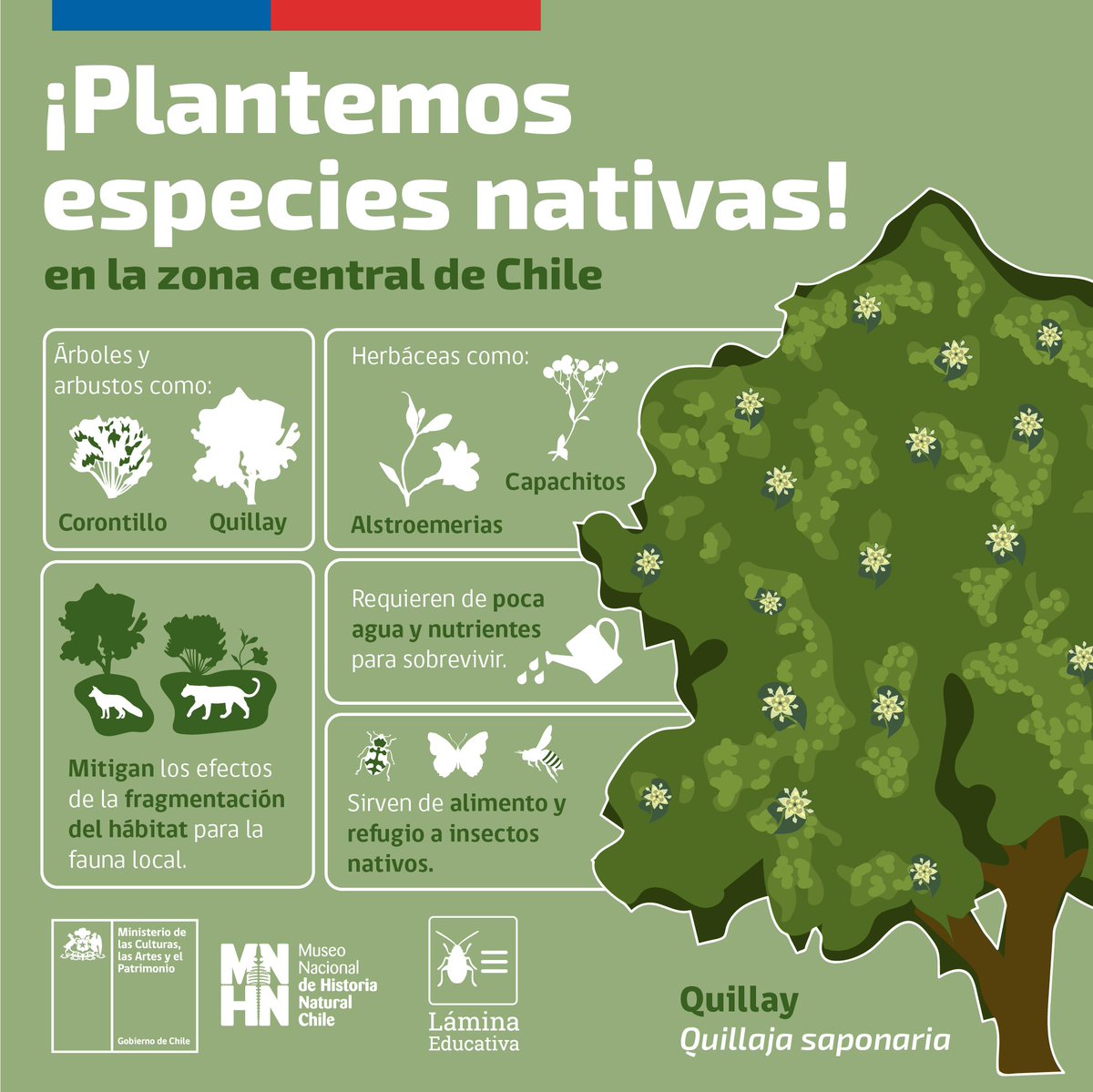 Nueva semana, un nuevo lunes de febrero, y como los demás, este es lunes educativo 👩🏻‍🏫con una nueva lámina que preparada por nuestra Área de Educación.
Hoy hablamos de un tema que tiene más importancia que nunca en Chile, el plantar especies nativas 🌲🌳🌿🌿 en la zona central.