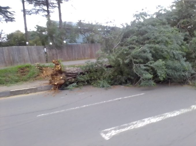PolokoMokhele_'s tweet photo. 🚨ALERT🚨

A tree has fallen down in the main road next to the US Embassy Maseru Offices, due to bad weather conditions.  

Part of the roofing at the Ministry of Health headquarters has also been blown off.

📷: Informative https://t.co/cIEnK8AK41