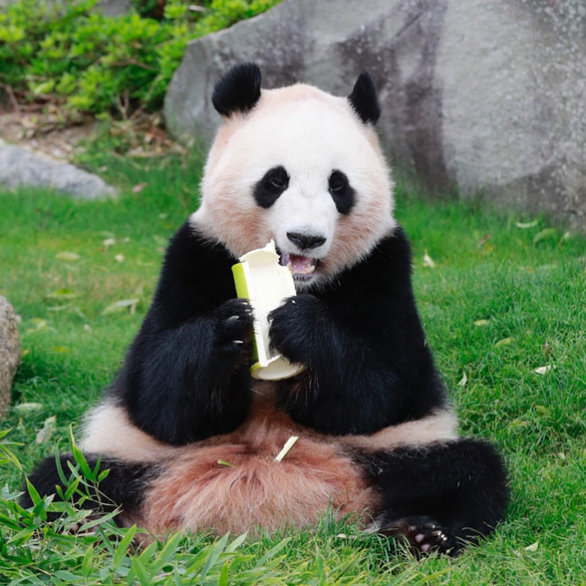 HELLOPANDA2017's tweet photo. Thanks, Love,
Origin of HELLO PANDA
#pandamental https://t.co/mpRFhgJxUV