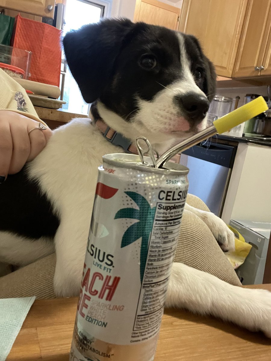 celsius dog