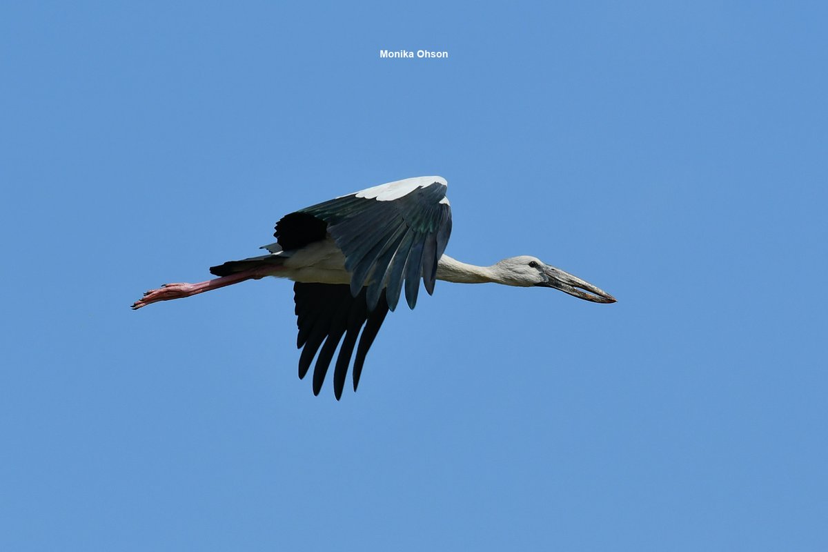 Asian Openbill for #birdsinflight by #IndiAves 
___
#birds #birdphotography #birdwatching #birding #BirdsOfTwitter #TwitterNatureCommunity #NaturePhotography #nature #wildlife #IndiWild #BBCWildlifePOTD #nikonphotography