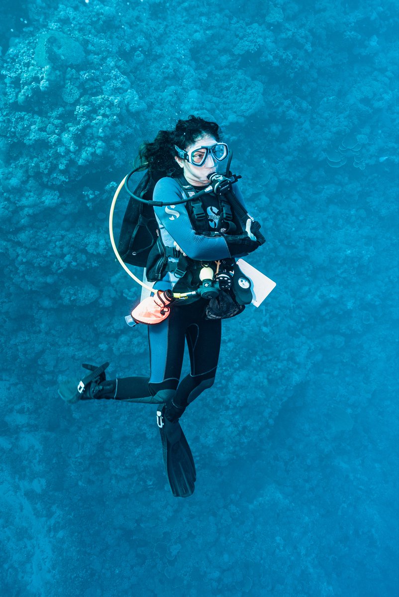 If you dive a lot, you can always tell a who is a guide or an instructor when you’re underwater 😎🤿
.
.
#scuba #scubatourism #PADI #redsea #egypt #diveinstructor #wreckdiving #ScubaNews #Divernet #ScubaDiving #ScubaDivers #Scuba #Diving #sealife #oceanlife #underwaterphotography