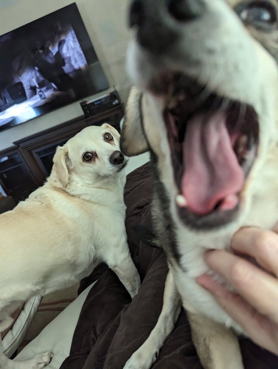 It's National love your pet day, and I caught this amazing photo of my dogs this am 🤣🤣🤣 This feels like a 'caption this' sort of photo.