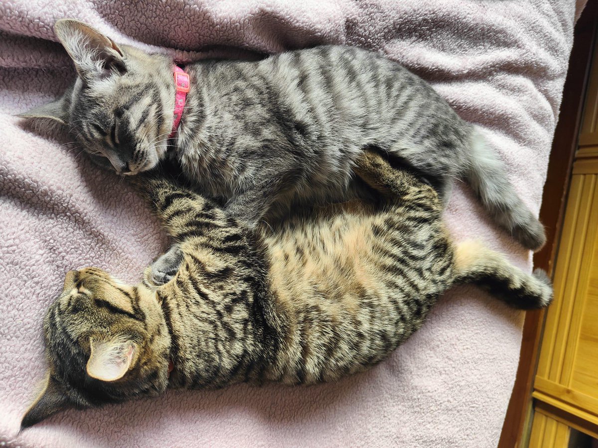 _peachydigital's tweet photo. It's National Love Your Pet Day, so on behalf of Bruce (Lizzie's pooch) and Smokey & Tigs (Lindsay's cats), don't forget to give your furbabies lots of extra love tonight. Treats too, obviously!
#PeachyDigital #LoveYourPetDay #WeLovePets #OurPets https://t.co/aNXGwFFpml