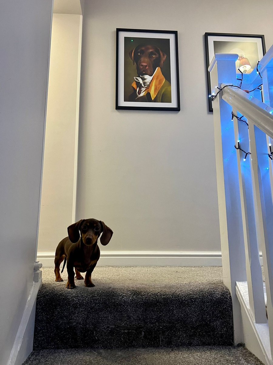 EdisonPeople's tweet photo. Our young people have a little shadow today as another furry friend visits our home. 

#doggo #dog #pet #animal #littleshadow #furry #furbaby #puppy #daschund #daschundlove #littleentertainer #animallover https://t.co/ZqjXZdO3NA