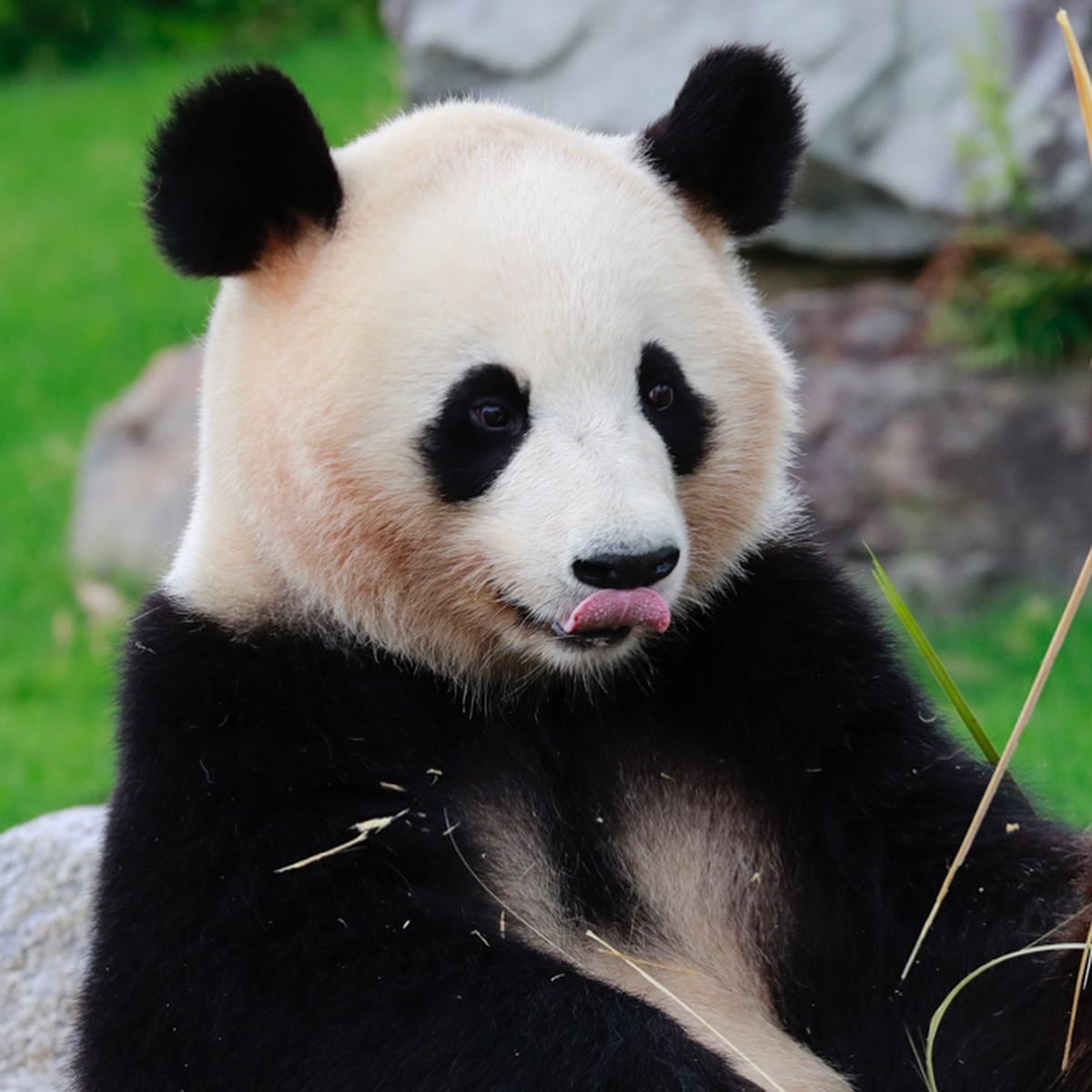 HELLOPANDA2017's tweet photo. Thanks, Love,
Origin of HELLO PANDA
#pandamental https://t.co/OqVioTtDNt