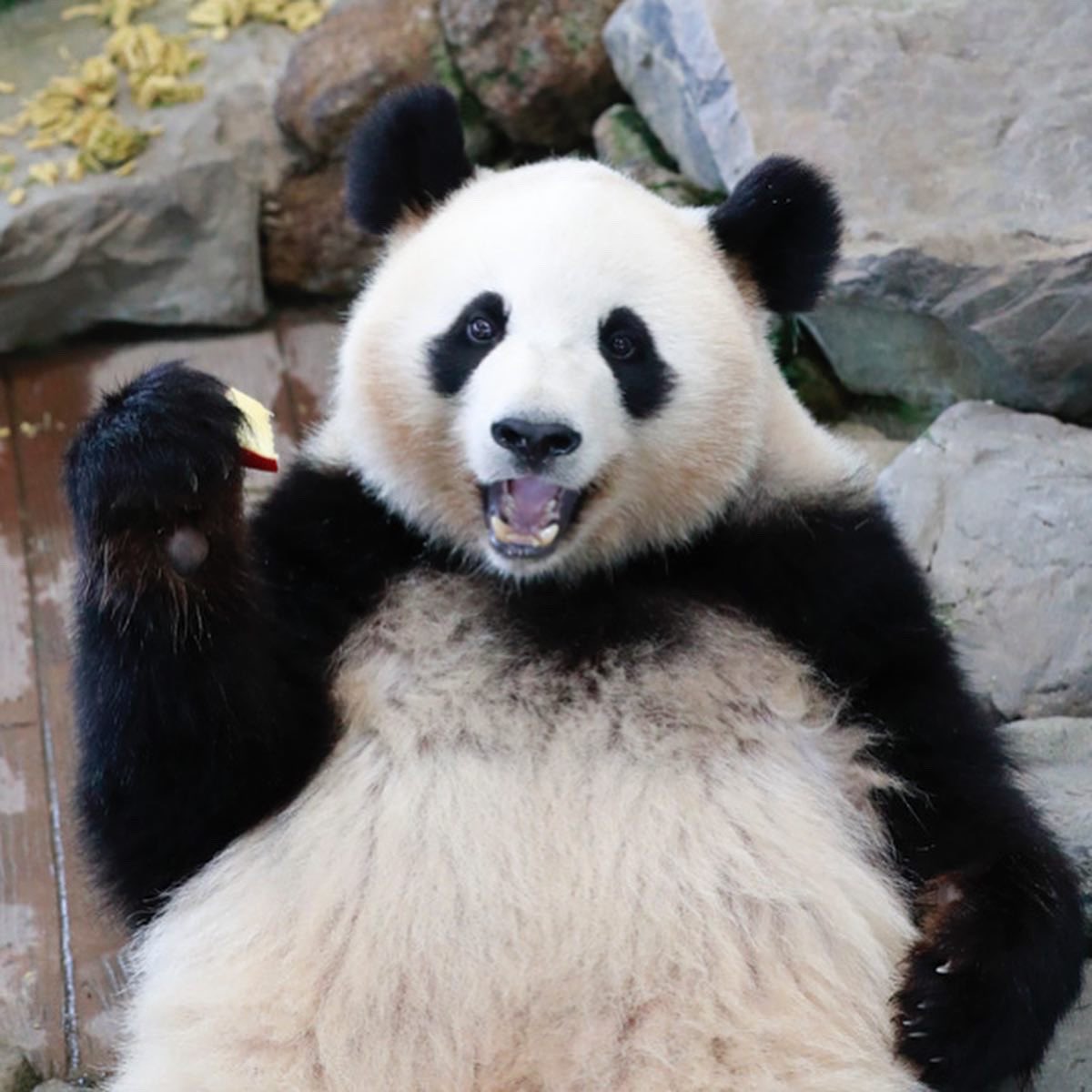 HELLOPANDA2017's tweet photo. Thanks, Love,
Origin of HELLO PANDA
#pandamental https://t.co/OqVioTtDNt