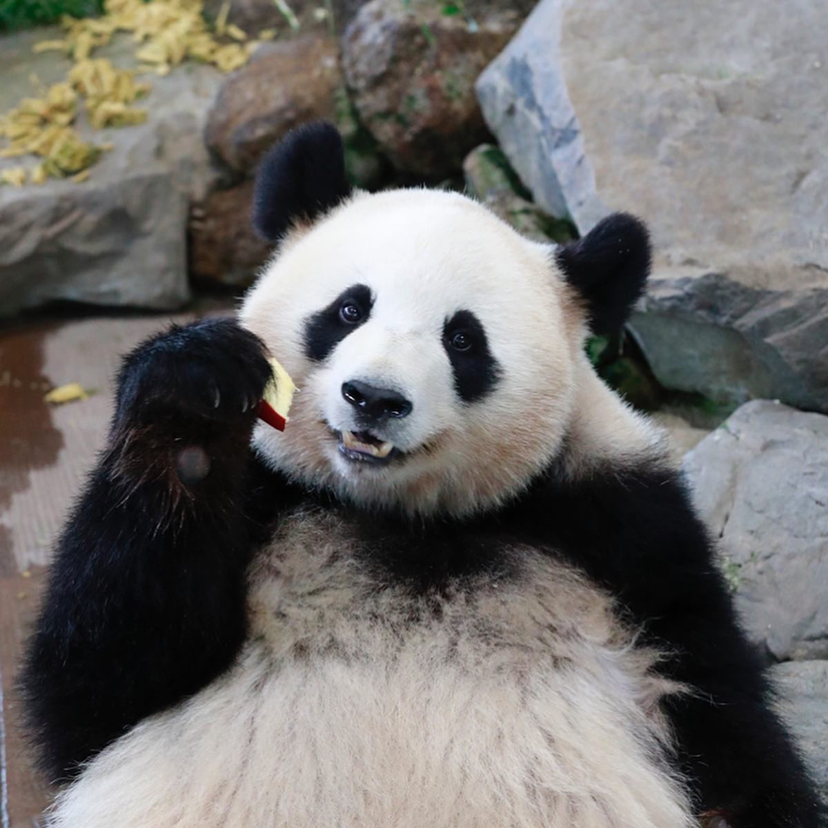 HELLOPANDA2017's tweet photo. Thanks, Love,
Origin of HELLO PANDA
#pandamental https://t.co/OqVioTtDNt