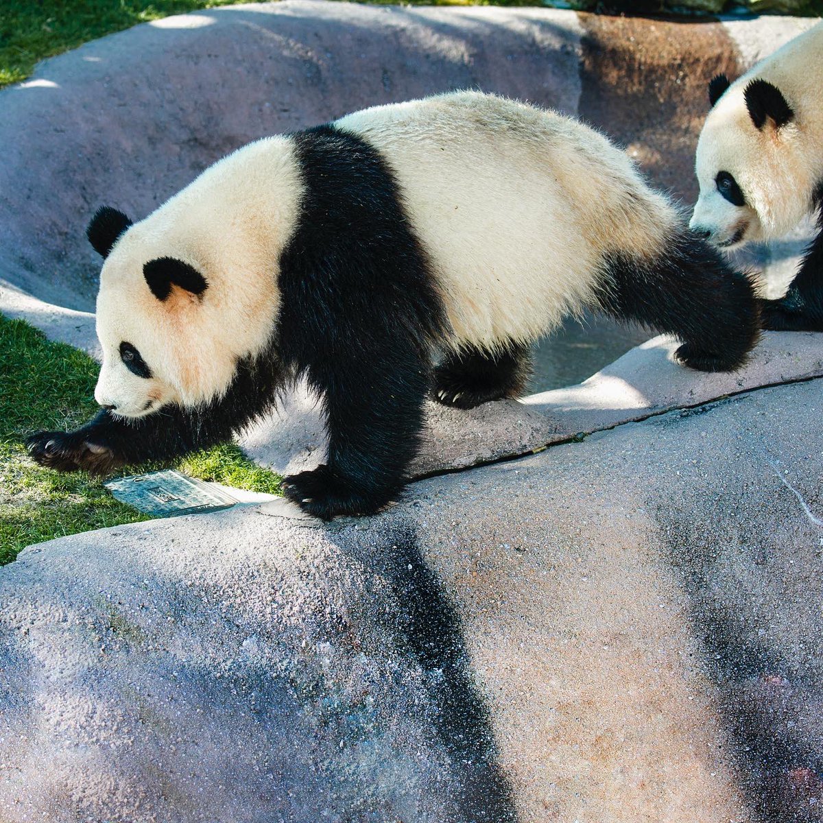 HELLOPANDA2017's tweet photo. Thanks, Love,
Origin of HELLO PANDA
#pandamental https://t.co/OqVioTtDNt