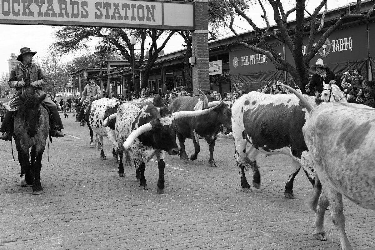First time to see the #longhorns walk through the #fortworthstockyards #FortWorth #Texas #dallasphotowalk @DallasPhotoWalk #photography