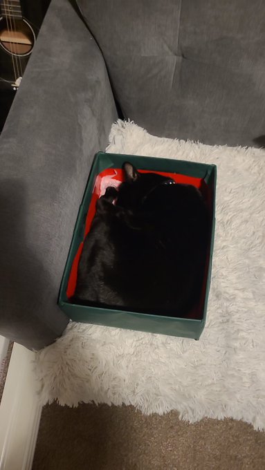 All of the gifts she got for Christmas and her fave thing is the box I packed it all in 🙄 #catlover https://t<a href="/tag/catlover"class="tags"><span>#catlover</span></a>