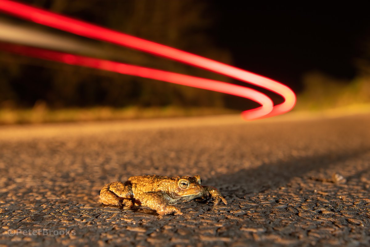 Toad dicing with death to migrate back to its breeding pond <a href="/SussexWildlife/">Sussex Wildlife Trust 🦔</a> <a href="/froglifers/">Froglife</a> <a href="/UKWildlifePod/">UKWildlifePodcast</a>