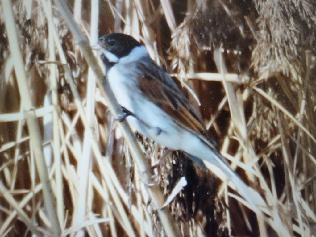 Ajuda per confirmar especie <a href="/birdcatalunya/">Birding Catalunya</a> Escribano palustre. Fotografiar ahir al valles oriental