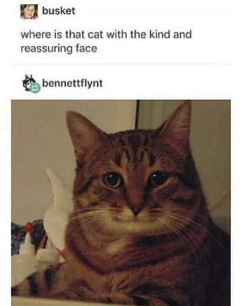 CATBRAINCELL's tweet photo. https://t.co/HFfmdwoyZL
