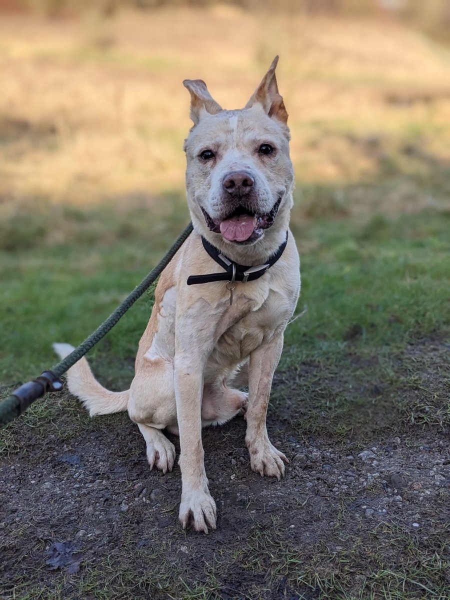 Please retweet to help Fred find a home #MANCHESTER #UK 

Aged about 6, Fred was attacked by 2 dogs while he was a stray and taken to the vets. He can live with children aged 14+ and needs to be the only pet. 
Fred deserves some love ❤️

DETAILS 👇
dogshome.net/dog-for-adopti…
#dogs