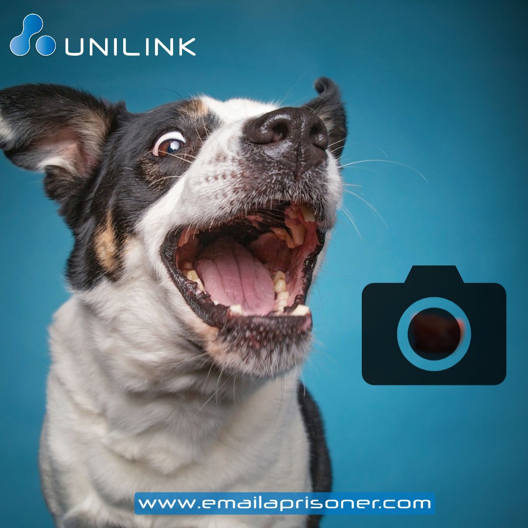 PrisonTechnolog's tweet image. National Love Your Pet Day! Today is all about celebrating your beloved pets. Share images of your pet below and/or send to your loved one (available in 124 locations). 
emailaprisoner.com @hmpps @scottishprisons 
#nationalloveyourpetday #prisonfamiliesmatter