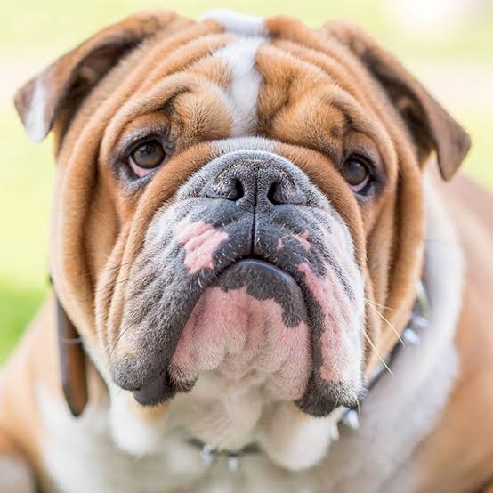 poxaviccy's tweet photo. Buldogue. https://t.co/v201jsjrHj