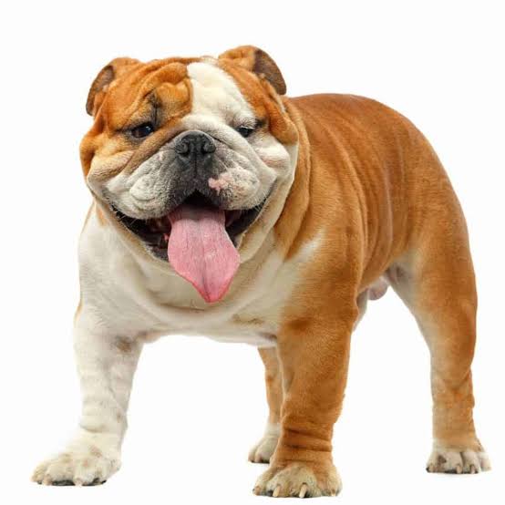 poxaviccy's tweet photo. Buldogue. https://t.co/v201jsjrHj