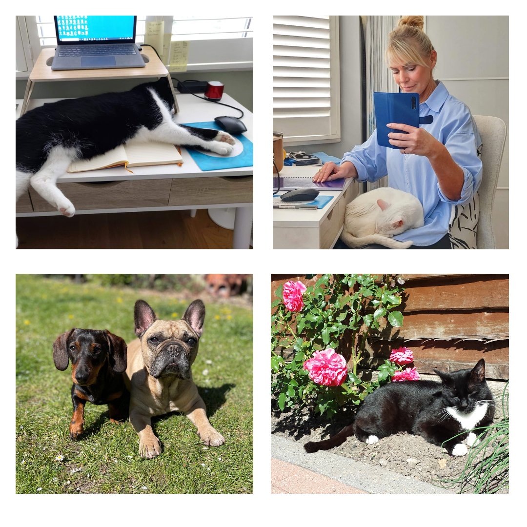 Domestic & General tweet media