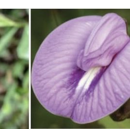 raphy_martinez's tweet photo. Y. Porque La Mujer es una Flor?? https://t.co/mApR7mzY9R